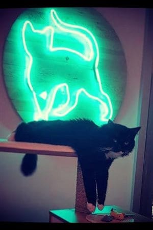 Catfe-twitter message, *Farewell Big Foot our Catfe celebrity, Adoption number 9*