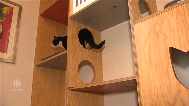 The cats relax on the cat shelves where there is room for 16 of them to snooze at a time.