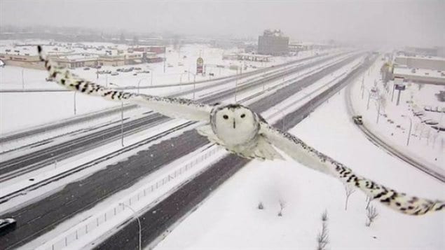Cet harfang des neiges a été croqué sur le vif par une caméra de surveillance du ministère des Transports. 