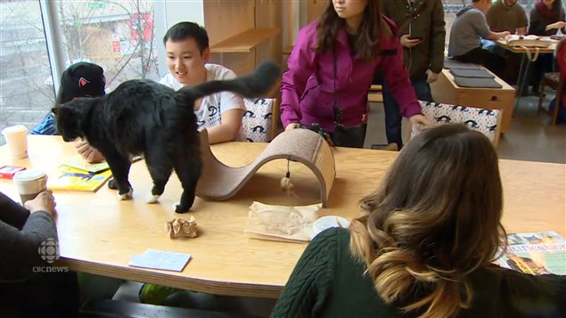 The lounge section of the Catfe in Vancouver where cats and coffee drinkers can mingle. Some people just enjoy spending a little time with the cats  while others decide to adopt them.