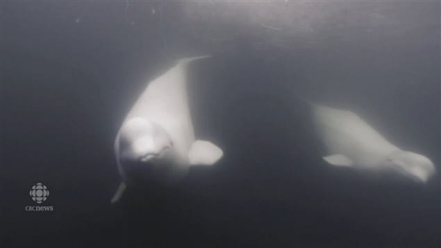 Belugas consistently spend each summer on the western Hudson Bay coast and in the Nelson, Churchill and Seal river estuaries. 