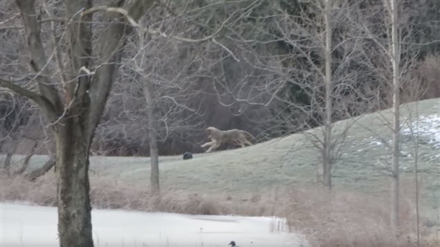  An Ontario coyote plays with a ball in a video uploaded to YouTube on Jan. 8, 2016.