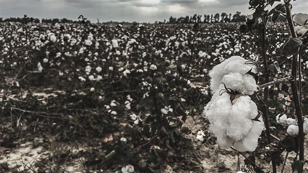 Un campo de cultivo de algodón