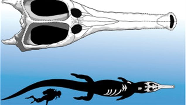 Illustration of the recovered skull and and indication of the size the croc would have been compared to a diver.