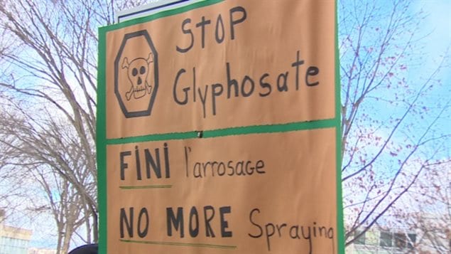 Glyphosate is the target of a new group that wants herbicide spraying ended in the province of New Brunswick. The group called *Stop spraying in New Brunswick staged a demonstration outside the provincial parliament in December against the policy by NB Power and JD Irving Co. of spraying in the forests to prevent deciduous tree growth to favour softwoods like pine..