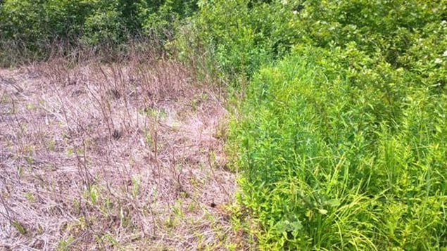 Photo showing effects of spraying glyposate herbidice on the boreal forest in northern Ontario by the company Resolute Forestry Products.