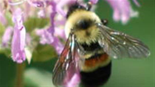 Along with other species of bumble bee, the *rusty-patched bumble bee was not long ago, very common throughout southern Ontario. In recent years researchers have tried but were unsuccessfu in finding any and is now considered *endangered* and threatened with extirpation or extinction.