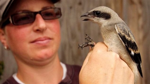 Saving the songbirds. This Eastern Loggerhead Shrike is a critically endangered songbird. There may be only 15-30 breeding pairs left i the wild