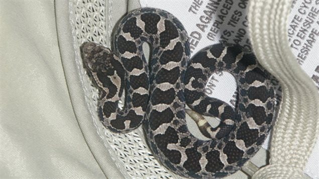 A *baby* Massasauga rattllesnake placed inside a hat. An endangered species, these are Ontario’s only venomous snake, once common in southern Ontario, thier habitat and numbers have shrunk enormously due to human development. Growing to between 60-70 cm, they are not large, and bites are very rare.