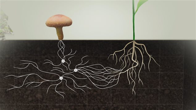 90 % des plantes collaborent avec les champignons pour vivre.