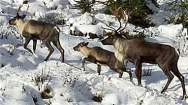 The population of mountain caribou, a subspecies, is dwindling rapidly. The BC governemtn says its because of predators like wolves, conservationists say its because their habitat is dwindling thanks to exploitation by forestry and other industries.