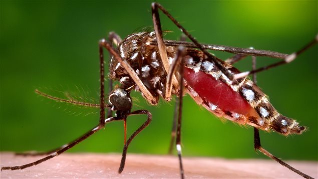 El mosquito Aedes aegypti transporta el virus del Zika, el dengue, así como el que causa la fiebre de chikunguña.