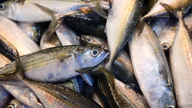 A Canadian-led study shows that much more fish has been pulled from the world’s oceans than is officially reported and that stocks have declined.