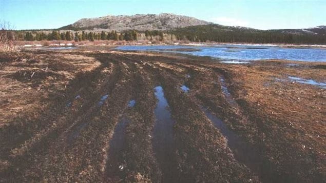 Les milieux humides sont de puissants écosystèmes qui atténuent les inondations et la sécheresse