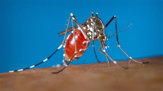 La ministre fédérale de la Santé tente d'apaiser les craintes entourant la propagation du virus Zika alors que trois cas ont été confirmés au Canada. Jane Philpott rappelle que ces cas canadiens étaient tous liés à des patients qui s'étaient rendus dans les zones touchées et que le type de moustique qui transmet le virus n'est pas présent au pays.
