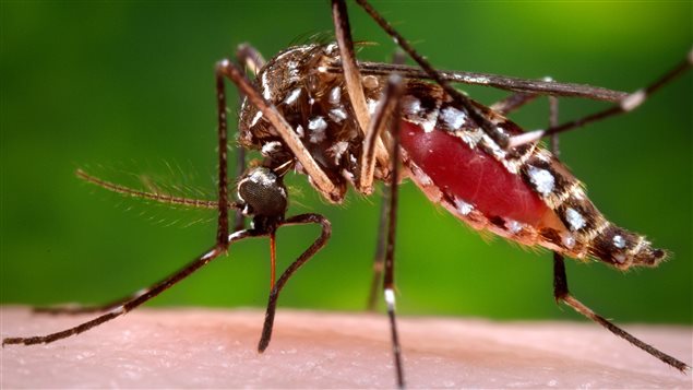 Zika virus spread by mosquito could infect Olympic tourists who could then bring it home.