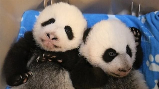 The Toronto Zoo celebrated two panda cubs 100 days on January 20, 2016. 