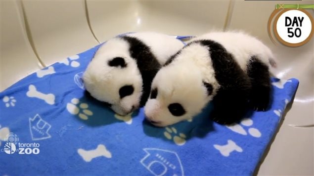 多伦多一对大熊猫宝宝角逐国际熊猫奖