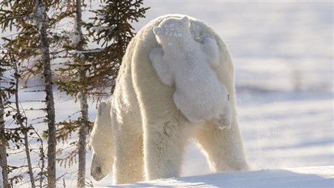 En vertu des lois canadiennes, les photographes doivent observe une distance d’au moins 100 mètres des ours polaires.