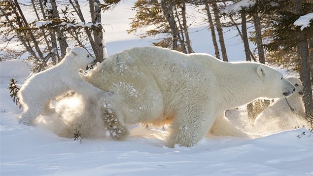 Une mère ourse sort de sa tanière au parc national du Canada Wapusk, son enfant joueur à ses talons.