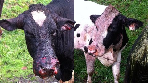 Ces vaches laitières sont deux des trois animaux de ferme prétendument attaquées par une paire de chiens pit-bulls sur une ferme près de Mission, en Colombie-Britannique en octobre 2013. L’animal sur la gauche avait été tellement blessé qu’il on a dû le faire euthanasié par un vétérinaire. (Hans Schmitt) 