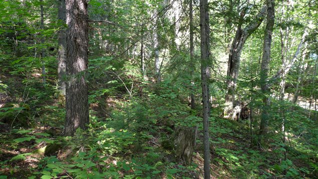 L'engagement de CitiFinancière de soutenir la plantation et la préservation de forêts canadiennes va se décliner sur deux ans de la manière suivante : pour chaque arbre utilisé en 2016, un arbre sera planté en équivalent de papier par l'entreprise. Ce nombre sera multiplié par deux en 2017 pour l'équivalent d'un arbre utilisé