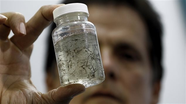 Des moustiques portant le virus Zika