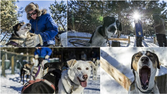 La relation avec les chiens La relation avec les chiens