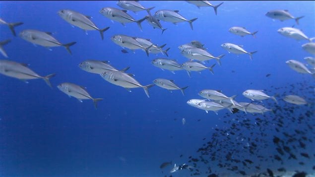 Des poissons nagent dans l’océan