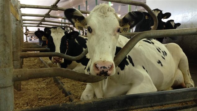 Des vaches laitières