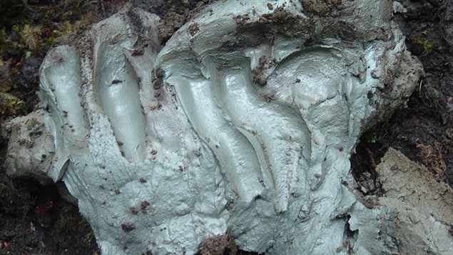 Photo of a copule of shovel-fulls of the unique glacial clay with tis apparent anti-bacterial properties, even against superbugs.