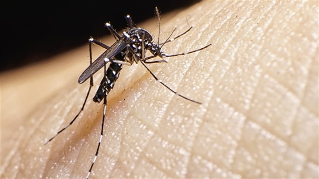 El mosquito Aedes Aegypti, vector del virus del Zika.