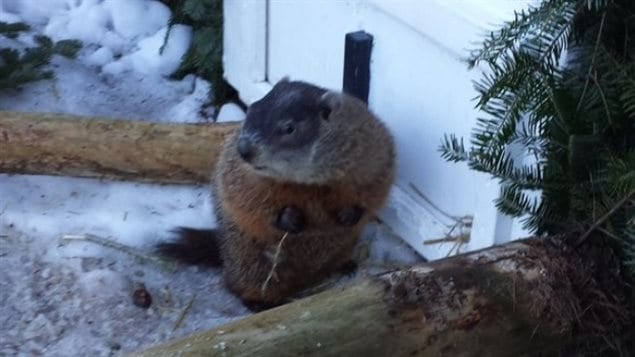 as February 2nd dawns, Shubenacadie Sam, in Nova Scotia on the east coast is the first groundhog in North America to give his forecast. Sam did not see his shadow, so spring is just around the corner (so to speak)