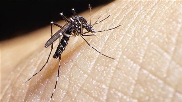 Mosquito «Aedes aegypti», es el principal vector de transmisión no solo del virus Zika, sino también del Dengue y del Chinkunguña.