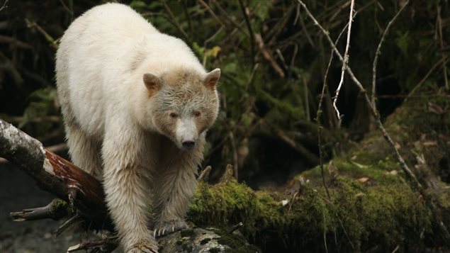 The unique white-furred, black bears known as Kermode bear, or Spirit-bear, inhabitats the coastal region of the Great Bear rainforest, and thier habitat will now be preserved in this landmark agreement