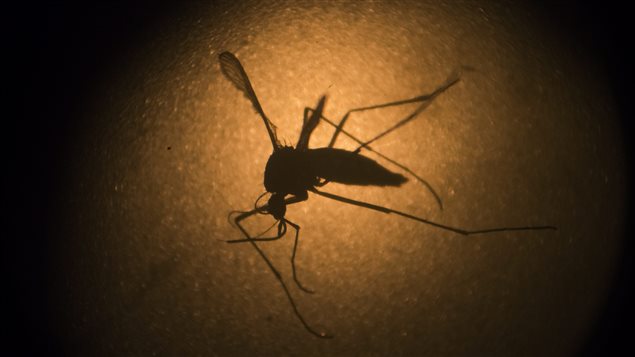 También Chile confirmó el primer caso de contagio de Zika.