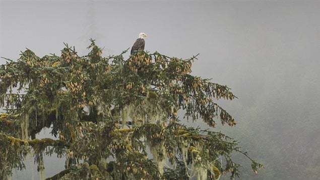 A bald eagle scans the Great Bear rainforest from his perch high in a tree.