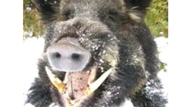 Wild boar can be quite dangerous. they live in family packs, can be up to 200 kg, and agressive if threatened.