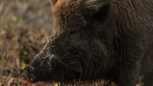 Wild european boar, and escaped pigs which become feral, and crossbred offspring are causing damage to crops and livestock in farms from Ontario westward all the way to the Pacific Coast.