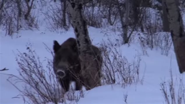 Wild boar in Saskatchewan, Feb 2012. Wild boar and feral pigs are *invasive species* and populations are growing rapidly. This is causing concern to farming, ranching, and wildlife. They have become such a problem that four provinces have declared open season on them to be hunted anytime.