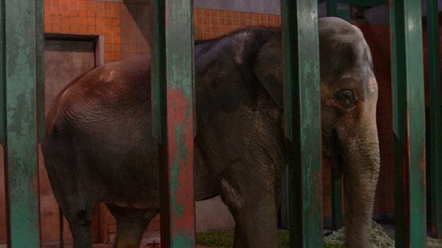 A petition says after decades in the Jananese zoo, Hanako should be moved to a sanctuary to have the company of other elephants and to end her "solitary confinement in a concrete prison"
