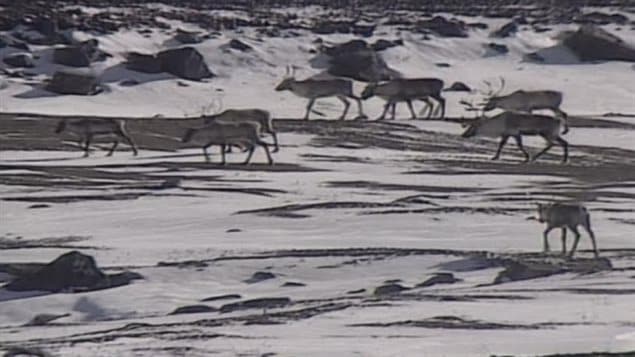 he George River caribou herd, as have almost all caribou herds in Canada, has declined dramatically and now  has about 10,000 animals left, according to a survey in the fall of 2015, and the population continues to dwindle.