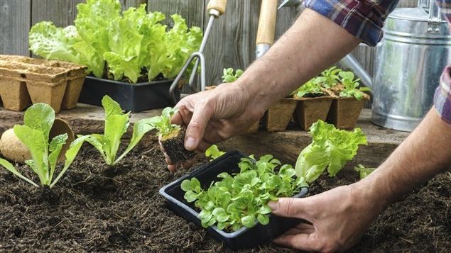 Un homme aménage son potager. Un homme aménage son potager.