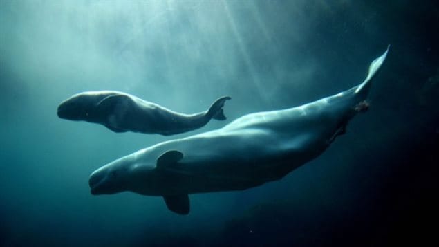 A beluga whale swims with her calf at the Vancouver Aquarium. 