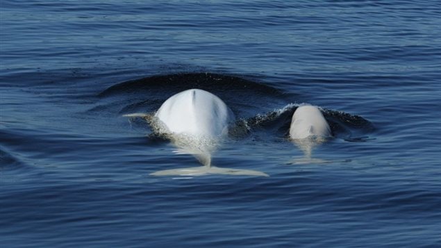 With no predators, the beluga population continues to decline. Several factors may be responsible, from chemical pollution, to shipping noise, to glabal warming affecting water temperature, ice cover, and prey fish.