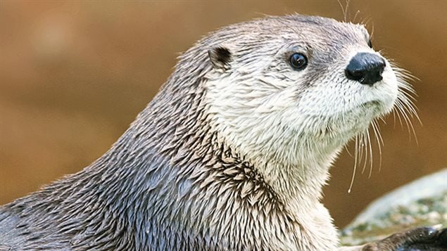 Une loutre au Zoo de Calgary