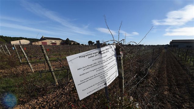 Sur une propriété de l'Institut national de la recherche agronomique (INRA), à Gruissan dans l'Aude Sur une propriété de l'Institut national de la recherche agronomique (INRA), à Gruissan dans l'Aude
