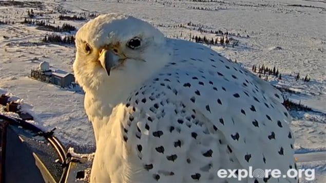 It almost looks like this white gyrfalcon is posing for the camera.