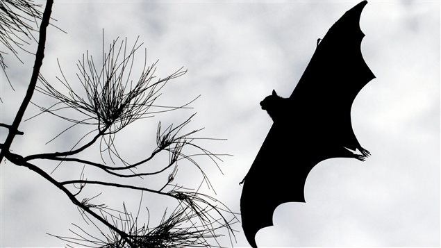El murciélago es uno de los principales propagadores de la rabia.