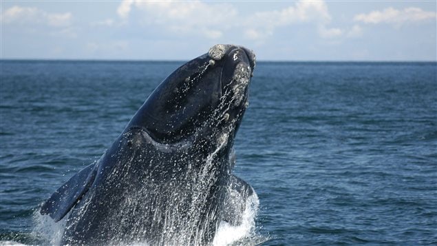 Une baleine noire de l’Atlantique Nord